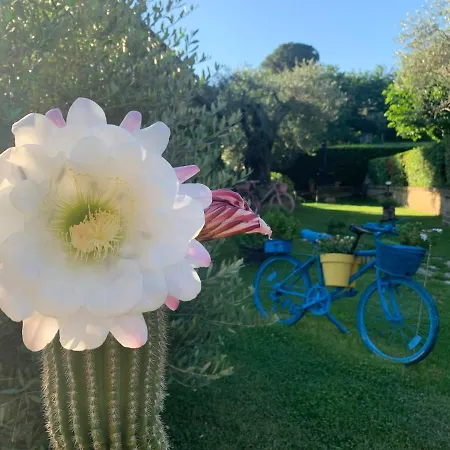 Bed & Breakfast L' Ulivo