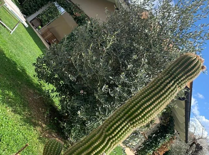 Bed & Breakfast L' Ulivo